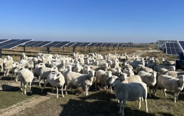 enel texas solar sheep solar grazing