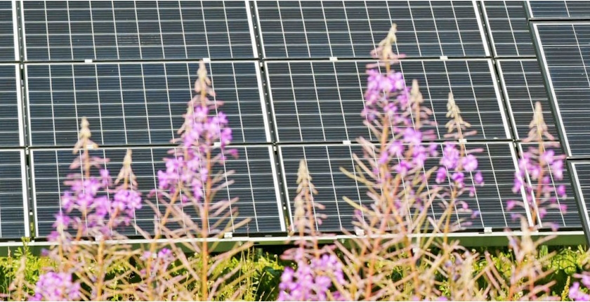 nature inclusive solar parks solarpower europe nature conservancy