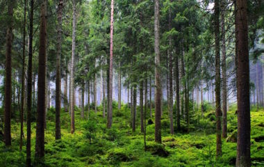 serbia forest invest fao green climate fund