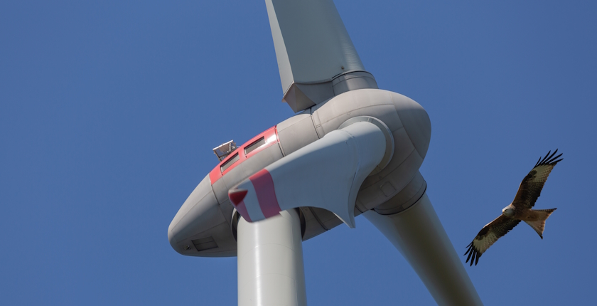 Wind farm project Cyprus rejected protect birds habitats