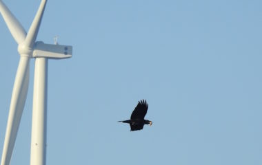 New systems protect birds from wind turbine collisions