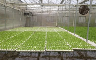 Romanian company geothermal hydroponic greenhouses 50 hectares