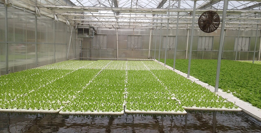 Romanian company to build geothermal hydroponic greenhouses on 50 hectares