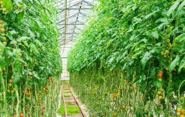 Romanian tomato grower halve costs own cogeneration units