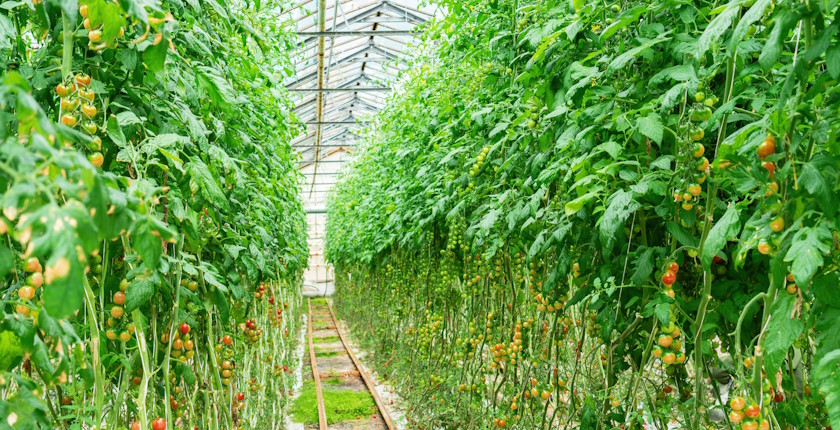 Romanian tomato grower halve costs own cogeneration units