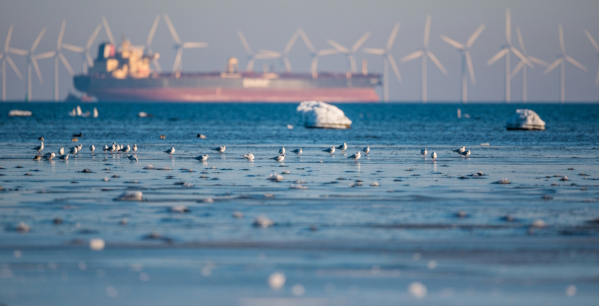 Romania to adopt offshore wind auction mechanism
